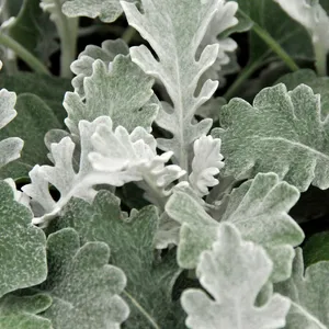 Dusty Miller (June-Frost, Full Sun/Part Shade)