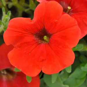 Red Wave Easy Wave Petunia 6 Pack (May-Frost, Full Sun/Part Shade)