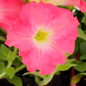 Rose Dawn Wave Easy Wave Petunia 6 Pack (May-Frost, Full Sun/Part Shade)