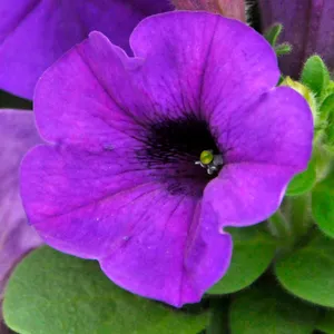Blue Wave Easy Wave Petunia 6 Pack (May-Frost, Full Sun/Part Shade)