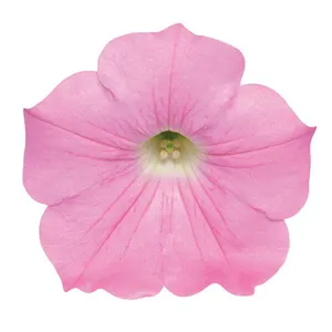 Pink Easy Wave Petunia