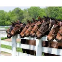 Sunday Tour 2: Distillery Tour & Horse Farm Tour