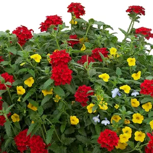 Choice Flambeau (June-Frost, Full Sun)