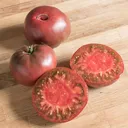 Purple Cherokee Tomato Plant