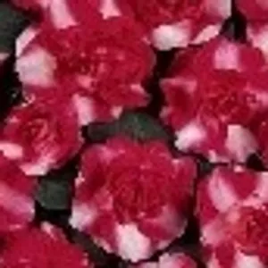 Double Rosebud Impatiens - Sparkler Hot Pink (More red than pink)