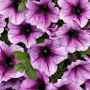 Bordeaux Easy Wave Petunia