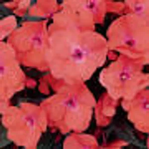 Salmon Impatiens