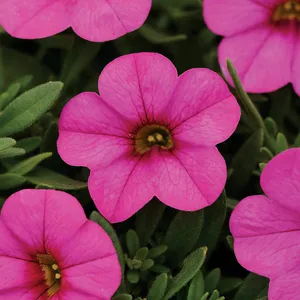 Pink Million Bells