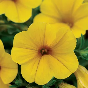 Yellow Million Bells