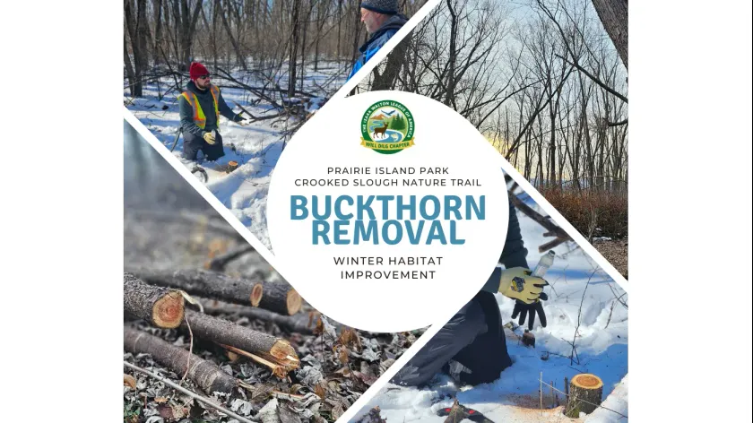 Buckthorn Removal at Crooked Slough Nature Trail - Cheddar Up