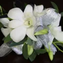 Wristlet corsage - Dendrobium orchid