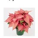 6 inch ponsettia pink colorl