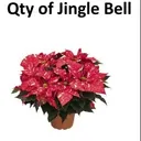6 in ponsettia jingle bell color-dark pink and white