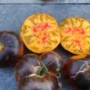 Lucid Gem Tomato Plant