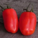 San Marzano Tomato Plant