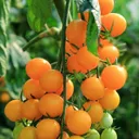 Golden Nugget Tomato Plant (Cherry)
