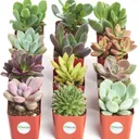 Succulent Plant (Qty 1, Pre-Order Only)