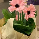 4" Gerber Daisy