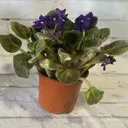 4" African Violet