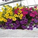Calibrachoa Tri Color Mixes - Hanging Basket