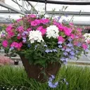Combination Sun Hanging Basket