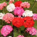 Geranium - 6" Pot (3 colors available)