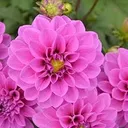 Dahlia - 6" Pot (3 colors available)