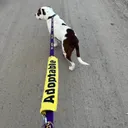 Foster Dog Enrollment