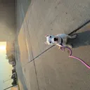 Puppy Training Class 7/15/25
