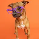 Puppy Training Class 8/18/25