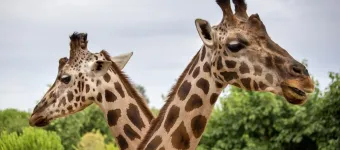 Overnight at Riverbanks Zoo banner
