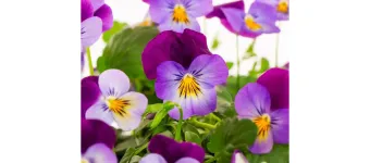 Spring Flower Fundraiser banner