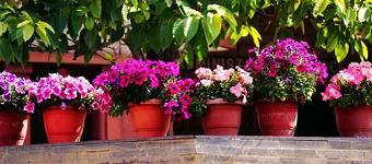 West Hills Spring Flower Sale  banner