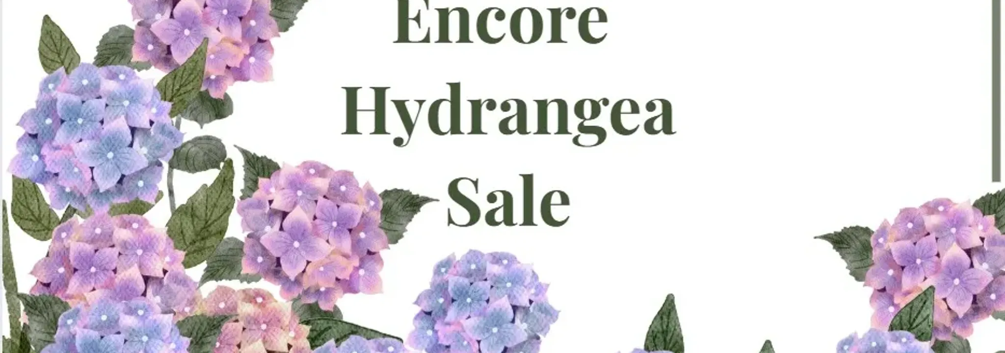SVGC ENCORE Hydrangea Sale is over. - Cheddar Up