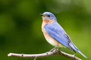 Bluebirds Week 5