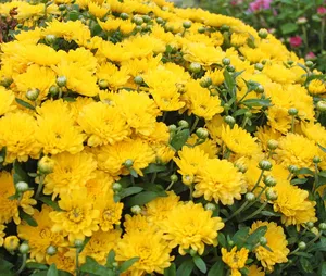 Yellow Mum 