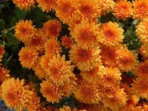 Orange Mum