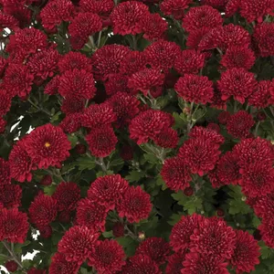 Burgundy Mum