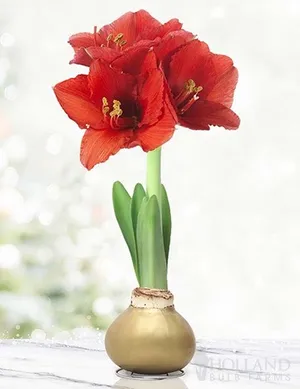 Gold Waxed Amaryllis - New This Year!