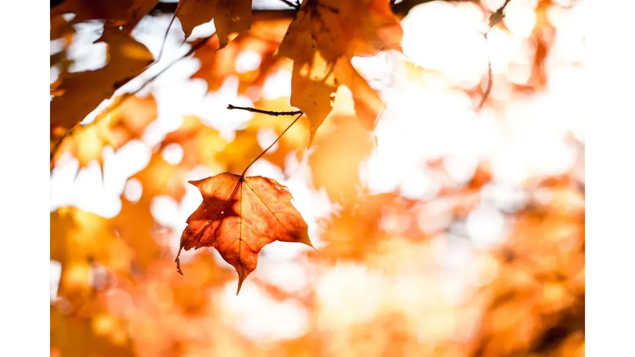 Fall Social banner
