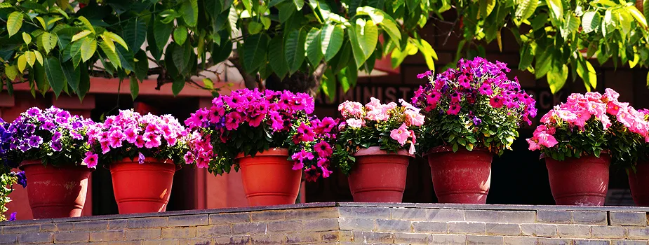 West Hills Spring Flower Sale  banner